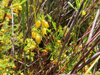 Erica campanularis, photographed by linkie