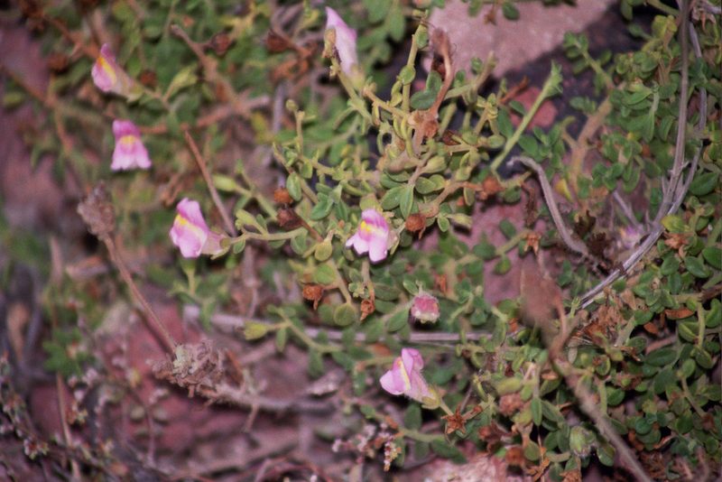 Antirrhinum charidemi, photographed by Rafael Medina