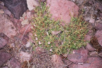 Antirrhinum charidemi, photographed by Rafael Medina