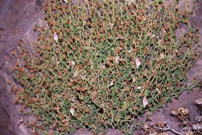 Antirrhinum charidemi, photographed by Rafael Medina
