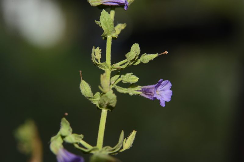 Stemodia viscosa, photographed by S.MORE