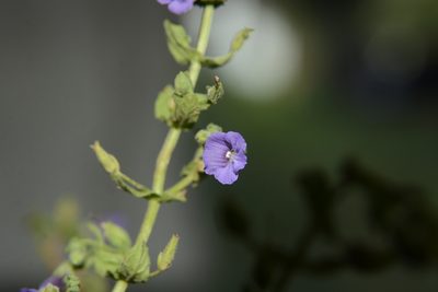 Stemodia viscosa, photographed by S.MORE