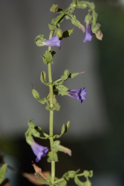 Stemodia viscosa, photographed by S.MORE