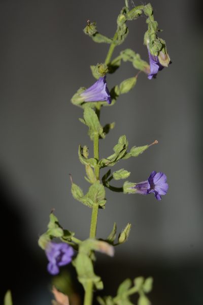 Stemodia viscosa, photographed by S.MORE