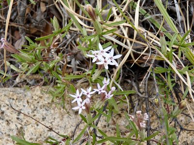 Carphochaete bigelovii, photographed by Benoit Renaud