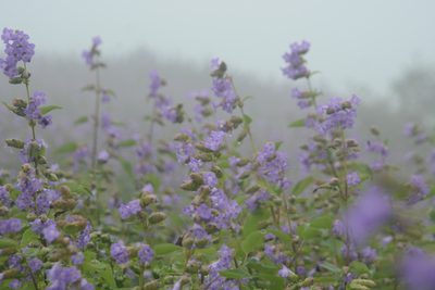 Strobilanthes reticulata, photographed by S.MORE