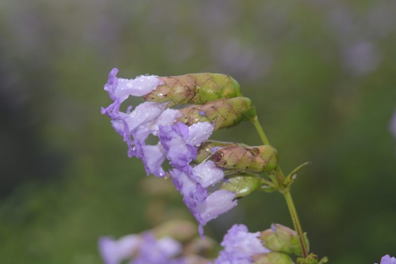 Strobilanthes reticulata, photographed by S.MORE