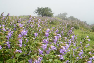 Strobilanthes reticulata, photographed by S.MORE