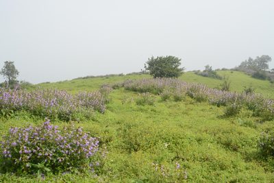 Strobilanthes reticulata, photographed by S.MORE