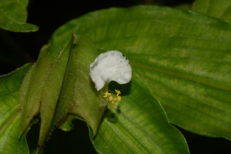 Commelina suffruticosa, photographed by S.MORE