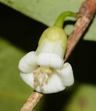 Tritaxis glabella, photographed by S.MORE