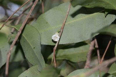 Tritaxis glabella, photographed by S.MORE