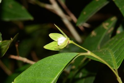 Tritaxis glabella, photographed by S.MORE