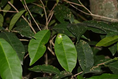 Tritaxis glabella, photographed by S.MORE