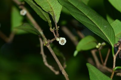 Tritaxis glabella, photographed by S.MORE