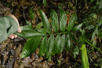 Chamaedorea pinnatifrons, photographed by Eric Knight