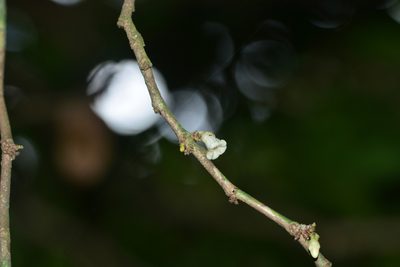 Tritaxis glabella, photographed by S.MORE