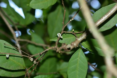 Tritaxis glabella, photographed by S.MORE