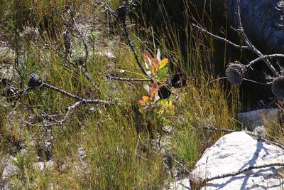Protea magnifica, photographed by Tony Rebelo