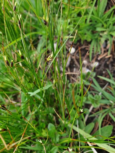 Oreojuncus monanthos, photographed by Étienne Léveillé-Bourret