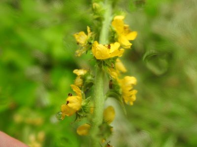 Agrimonia bracteata, photographed by Matthew Fainman