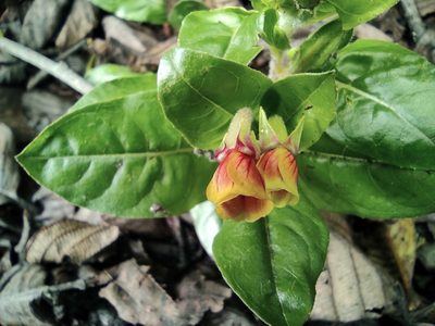 Oenothera epilobiifolia, photographed by sandy-espinozaf