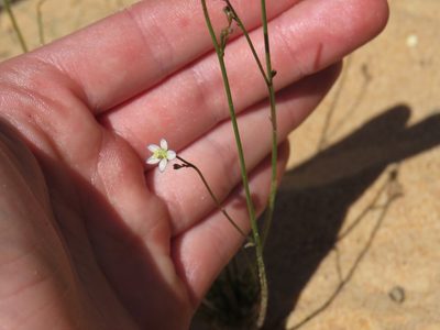 Wahlenbergia androsacea, photographed by Jeremy Gilmore