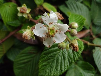Rubus adenotrichos, photographed by sandy-espinozaf