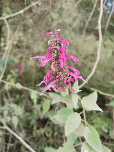 Salvia iodantha, photographed by Juan Carlos Pérez Magaña