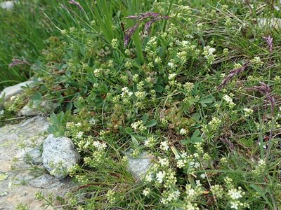 Galium anisophyllon, photographed by Karel Schoonvaere