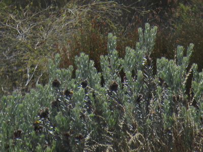 Leucospermum rodolentum, photographed by Jeremy Gilmore