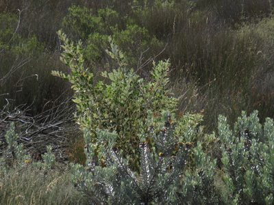 Leucospermum rodolentum, photographed by Jeremy Gilmore