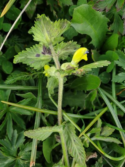 Rhinanthus freynii, photographed by Étienne Léveillé-Bourret