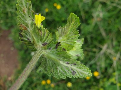 Rhinanthus freynii, photographed by Étienne Léveillé-Bourret