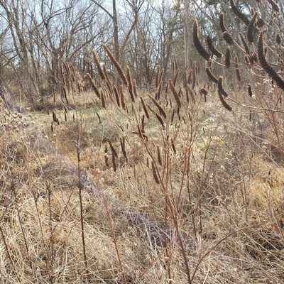 Agastache nepetoides, photographed by Robert Hoard