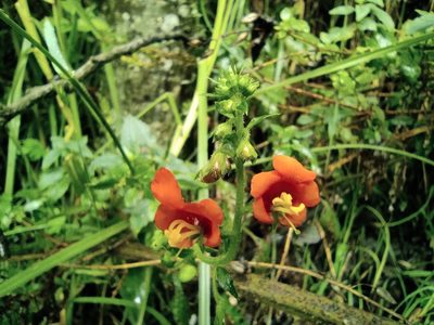 Alonsoa meridionalis, photographed by sandy-espinozaf