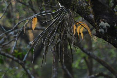Dendrobium aqueum, photographed by S.MORE