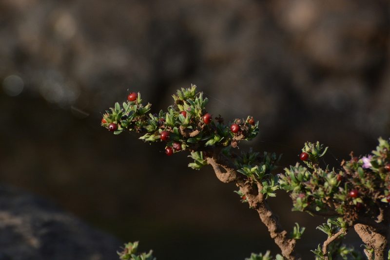 Rotula aquatica, photographed by S.MORE