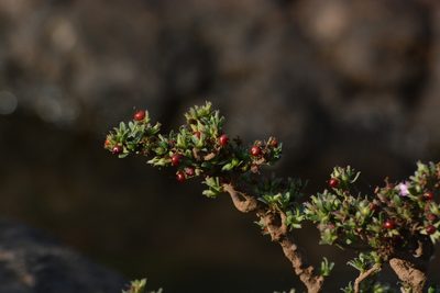 Rotula aquatica, photographed by S.MORE