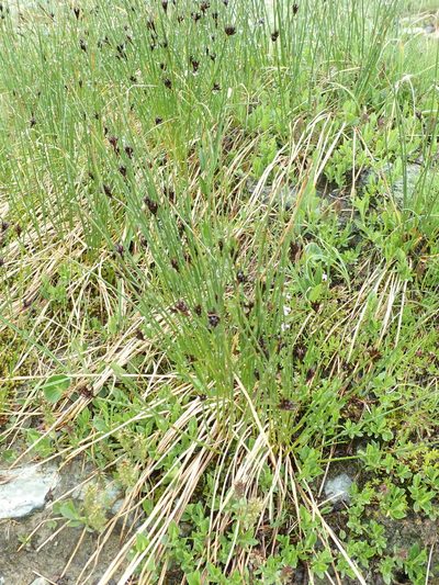 Juncus jacquinii, photographed by Karel Schoonvaere