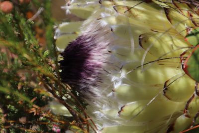 Protea magnifica, photographed by Tony Rebelo