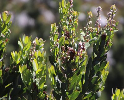 Protea lacticolor, photographed by Tony Rebelo