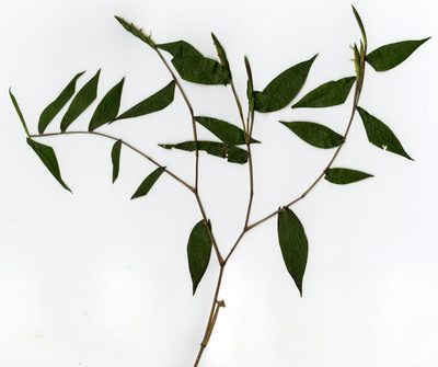 Humbertochloa bambusiuscula, photographed by bat (Maria Vorontsova)
