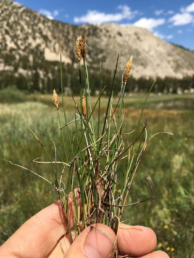 Carex subnigricans, photographed by Martin Purdy