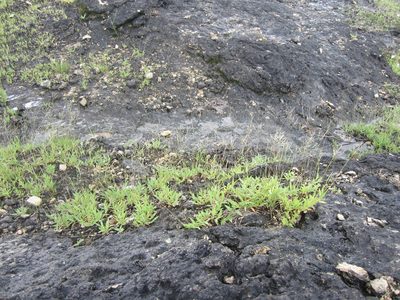 Yvesia madagascariensis, photographed by bat (Maria Vorontsova)