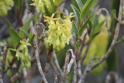 Epidendrum zipaquiranum, photographed by GERMAN LEONEL SARMIENTO CRUZ