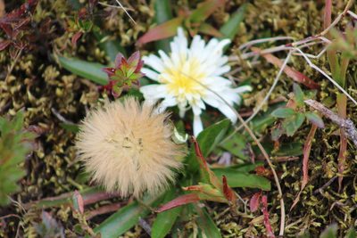 Hypochaeris sessiliflora, photographed by GERMAN LEONEL SARMIENTO CRUZ