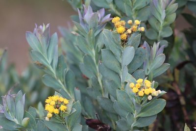 Pentacalia vaccinioides, photographed by GERMAN LEONEL SARMIENTO CRUZ