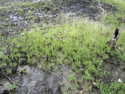 Yvesia madagascariensis, photographed by bat (Maria Vorontsova)