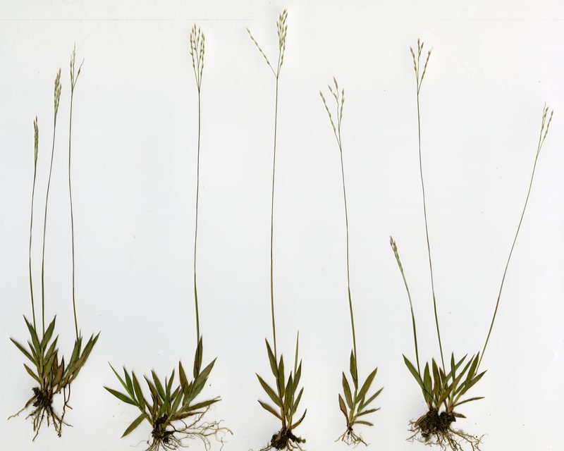Yvesia madagascariensis, photographed by bat (Maria Vorontsova)